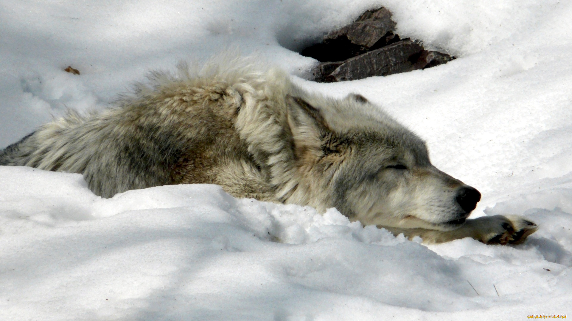 snow, wolf, , , , , , 